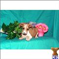 Italian Greyhound